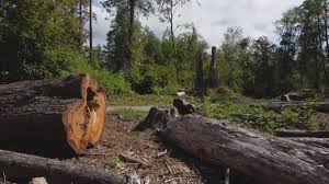 Best Tree Removal  in Mcdonald, PA